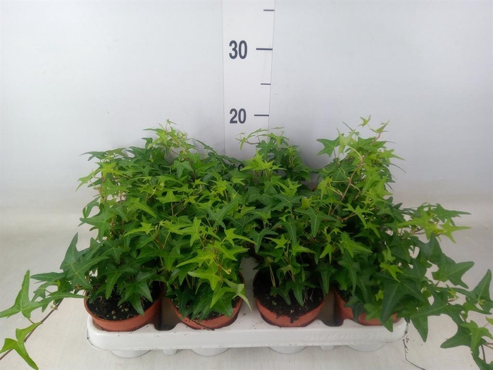 <h4>Hedera   ...green leafed</h4>