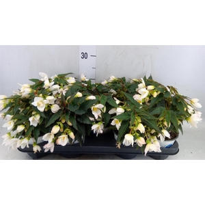Begonia boliv. 'Beauvilia White'