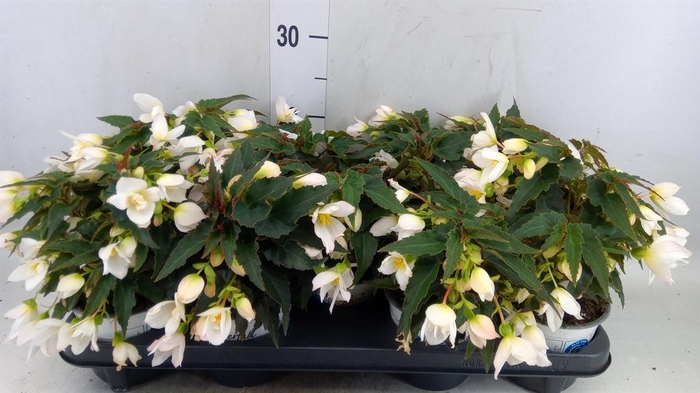 <h4>Begonia boliv. 'Beauvilia White'</h4>