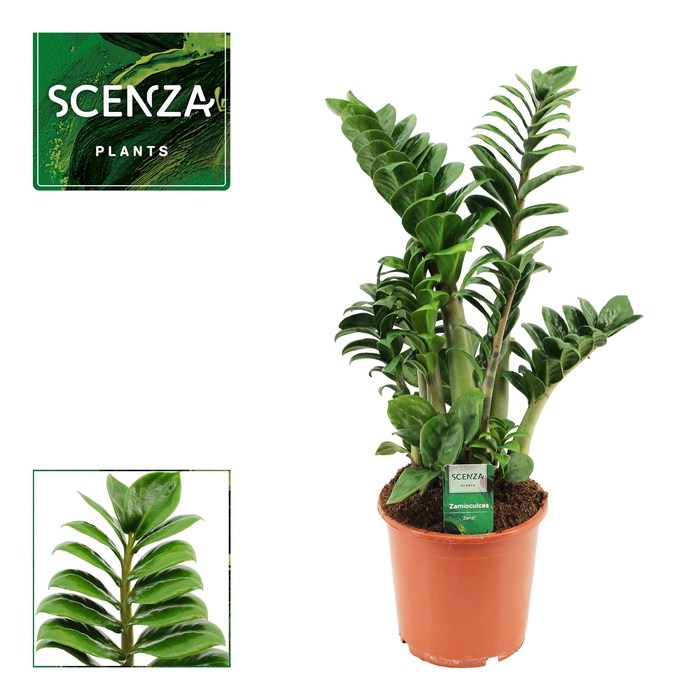 <h4>Zamioculcas Zenzi 17 cm, 4+ veren (Scenza)</h4>
