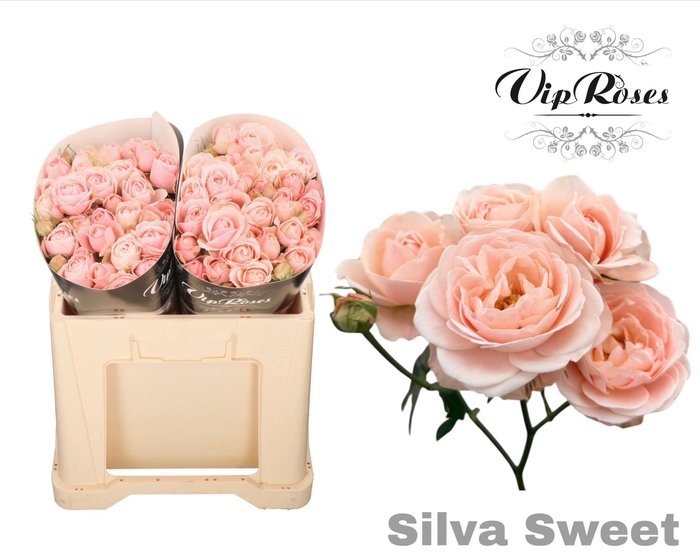 <h4>R Tr Silva Sweet+</h4>