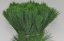 PINUS STROBUS