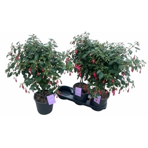 FUCHSIA OV