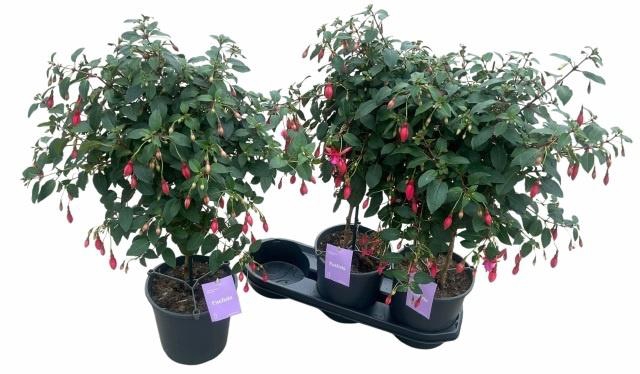 <h4>FUCHSIA OV</h4>