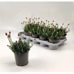 RHODAN H ZAGORA YELL