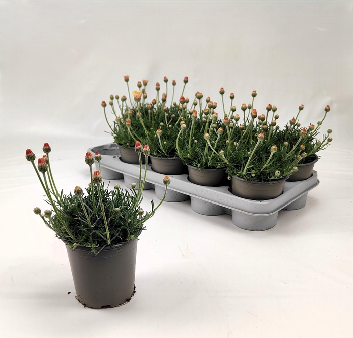 <h4>RHODAN H ZAGORA YELL</h4>