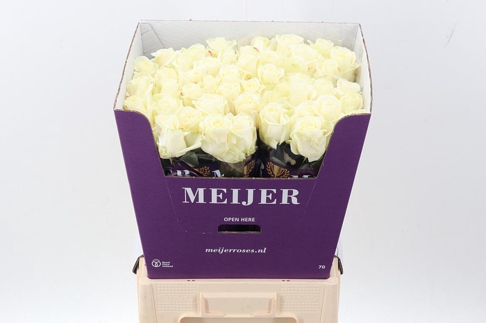 <h4>R Gr Avalanche+</h4>