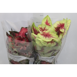 CALADIUM VARIADO P17