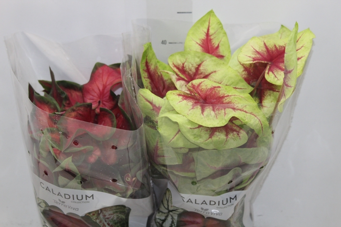 <h4>CALADIUM VARIADO P17</h4>