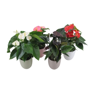 Anthurium Flamingomix 12cm in keramieken pot