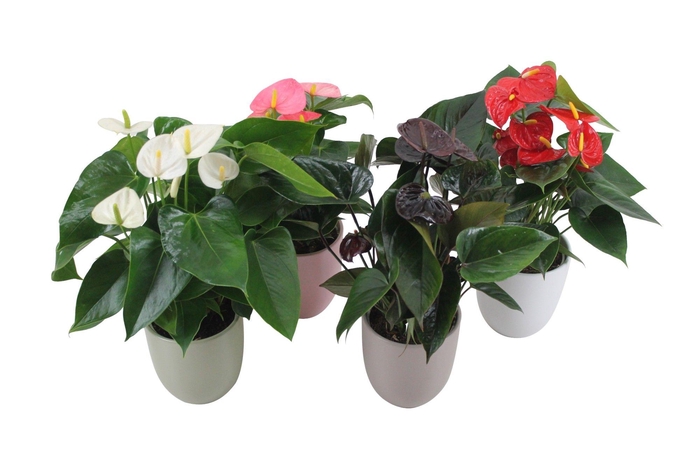 <h4>Anthurium Flamingomix 12cm in keramieken pot</h4>