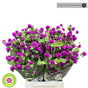 GOMPH PURPLE SPRAY