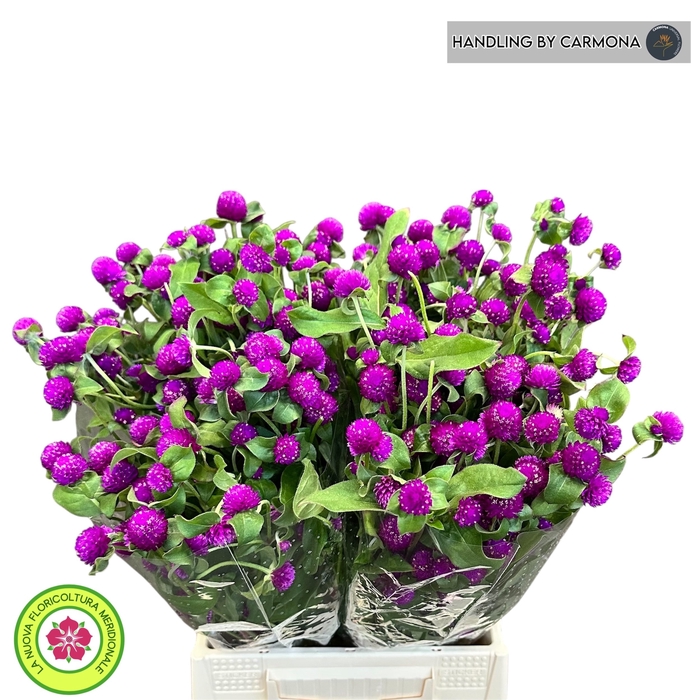 <h4>GOMPH PURPLE SPRAY</h4>