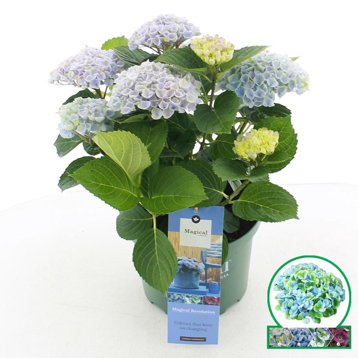 <h4>Hydrangea macr. Magical® 'Revolution'® Blauw C5 (23cm.) Kn.</h4>