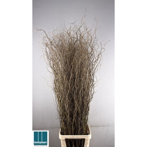 SALIX B TORTUOSA