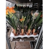 CLIVIA MINIATA