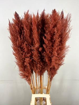 <h4>Df Pampas 130cm Brown</h4>