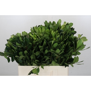 Pittosporum Nurit