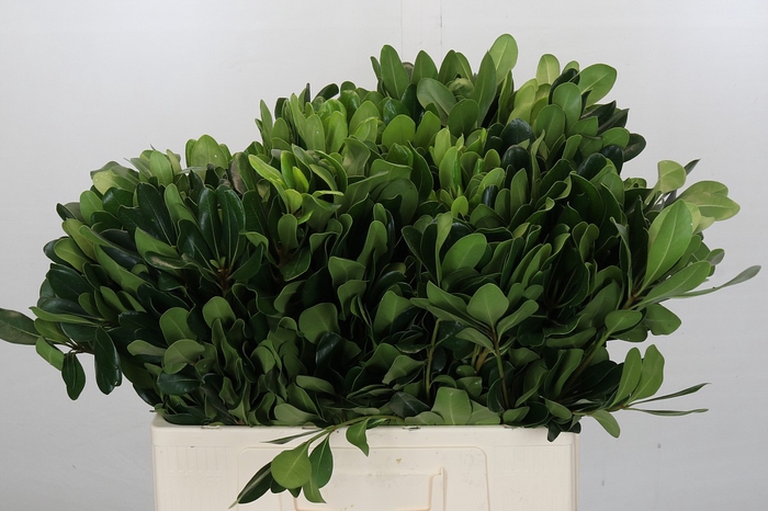 <h4>Pittosporum Nurit</h4>