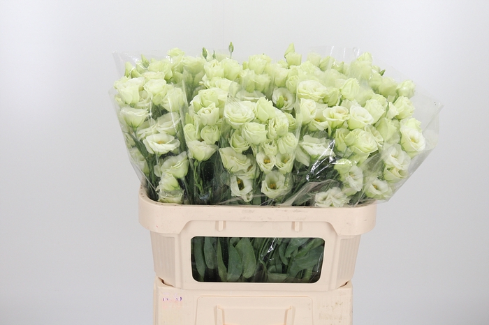 <h4>Eust En Groen</h4>