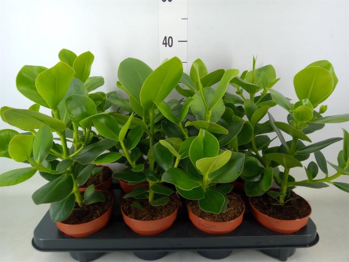 <h4>Clusia rosea 'Princess'</h4>