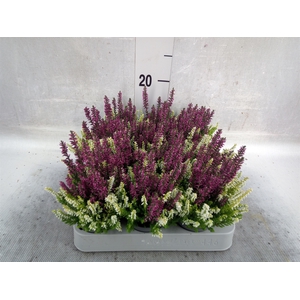 Calluna vulg. 'Beauty L CCrow' ..mx