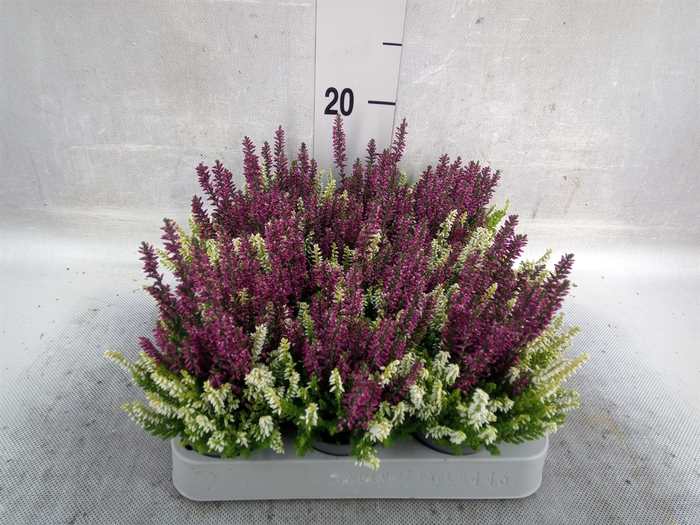 Calluna vulg. 'Beauty L CCrow' ..mx