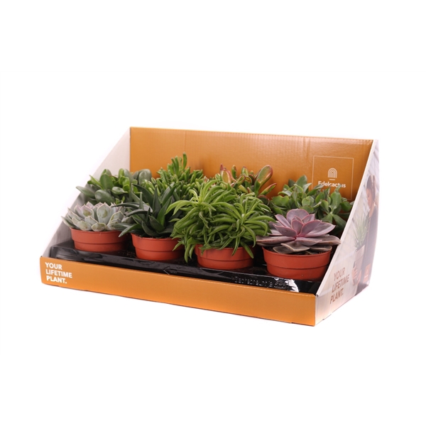 <h4>Succulent mix 12 cm in showdoos your lifetime plant</h4>