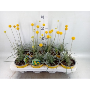 Craspedia globosa 'Golf Beauty'