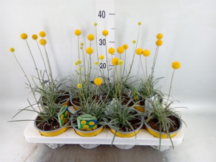 <h4>Craspedia globosa 'Golf Beauty'</h4>