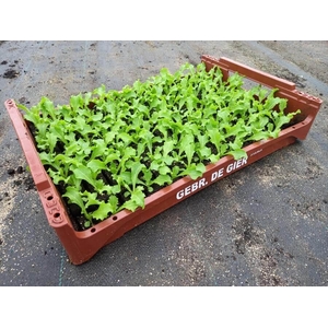 de Gier Groenteplanten 009 Bladgewas Krulandijvie - 140 planten