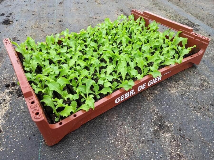 <h4>de Gier Groenteplanten 009 Bladgewas Krulandijvie - 140 planten</h4>