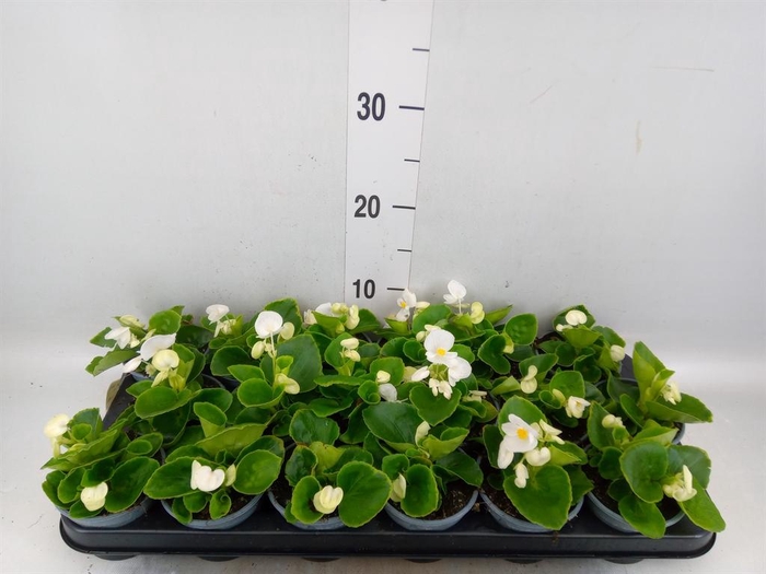 Begonia semp. 'Volumia White'