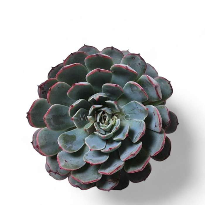 <h4>Echeveria Sitifukumiama Cutflower Wincx-8cm</h4>