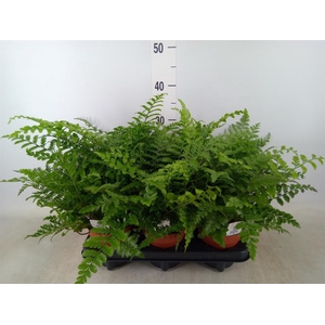 Asplenium  'Parvati'