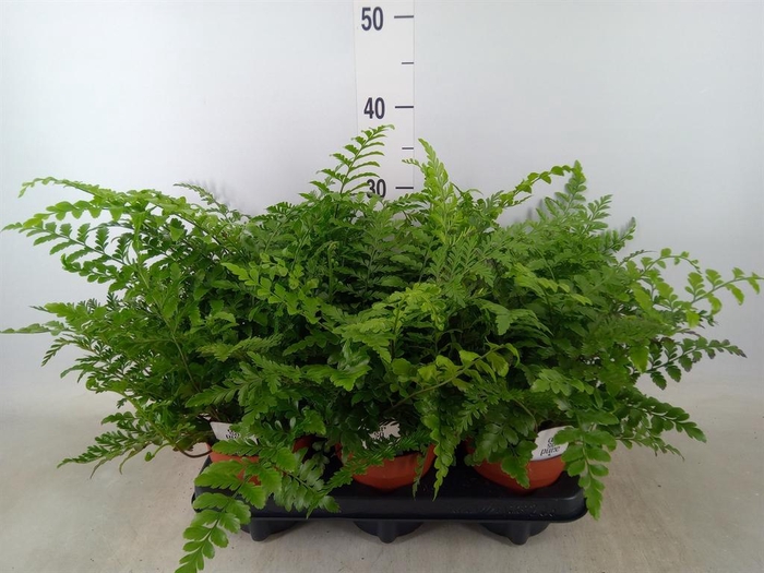 <h4>Asplenium  'Parvati'</h4>