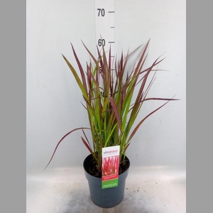 Imperata cylindrica 'Red Baron'