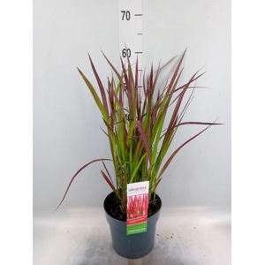 Imperata cylindrica 'Red Baron'