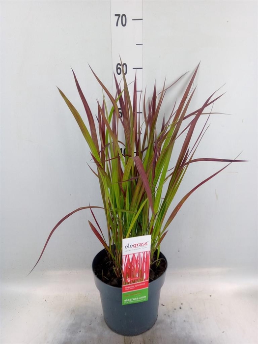 <h4>Imperata cylindrica 'Red Baron'</h4>