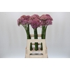 Allium Pink Jewel