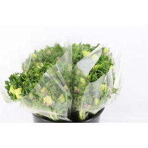 Anem Marianne Pastel