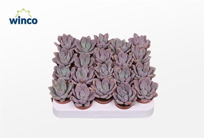 <h4>Echeveria Metallica</h4>