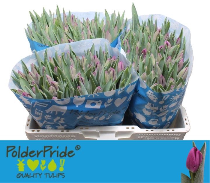 <h4>TU EN BULLIT</h4>