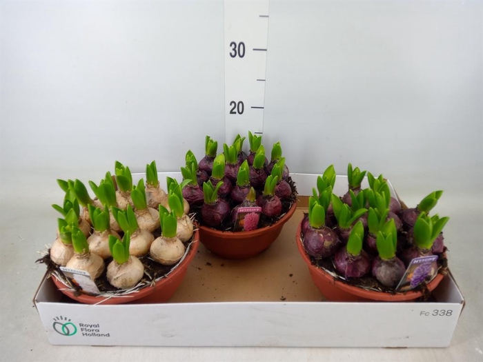 <h4>Hyacinthus orie. 'Pearl'  ...mix  3</h4>