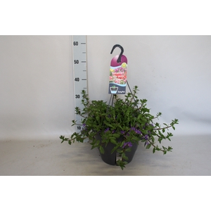Hangpotten 27 waterreservoir Scaevola Blue