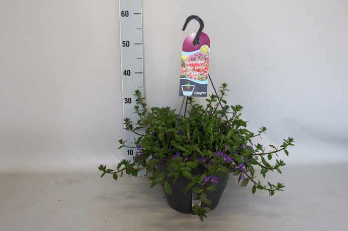 <h4>Hangpotten 27 waterreservoir Scaevola Blue</h4>