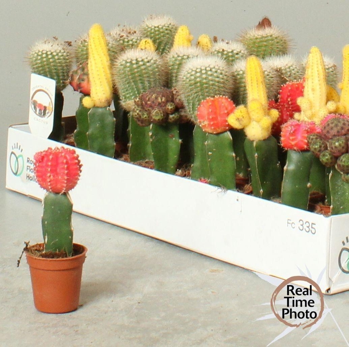 <h4>CACTUS GEM</h4>