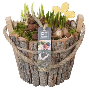 PTBM3910 Arrangement Flower Bulbs Mix in houten pot