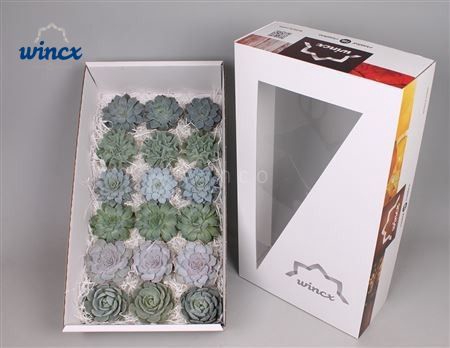 Echeveria Ice Mix (Wincx) Cutfl (6 Spcs) Wincx-8cm