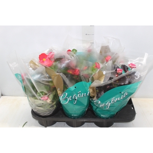 BEGONIA VIKING P15 VARIADO